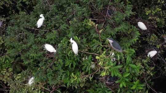 树上栖息的白鹭航拍