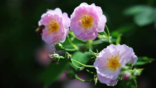 勤劳的蜜蜂在蔷薇花中采蜜