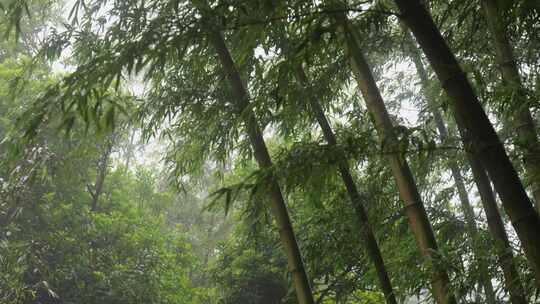 下雨天竹林景观特写，竹节挺拔竹叶繁茂