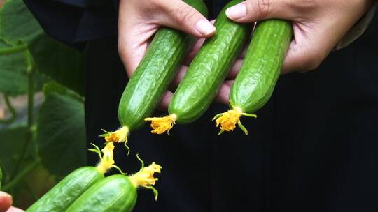 黄瓜绿色有机蔬菜种植
