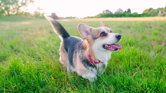 柯基犬，狗，宠物，犬