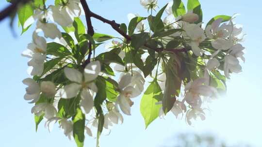 苹果，花，花，树