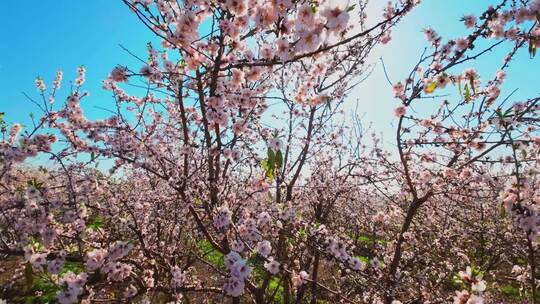 特写桃花、樱花