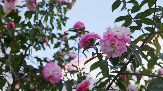 云南香妃茶花、粉色茶花中景