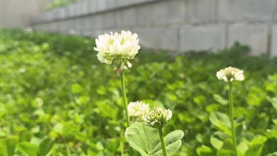 唯美花朵特写对焦拍摄