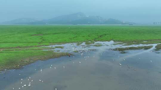 湖泊飞鸟白鹭沼泽湿地干枯的湖泊湖面鸟群飞