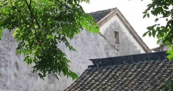 古镇绿色植物屋顶瓦片阳光光影局部特写