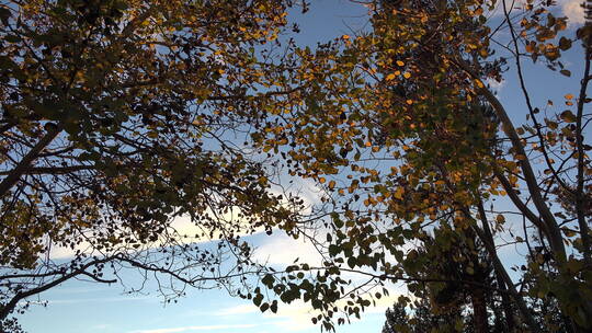 白杨树的叶子景观视频素材模板下载