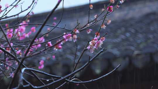 杭州西湖郭庄雨天梅花风景