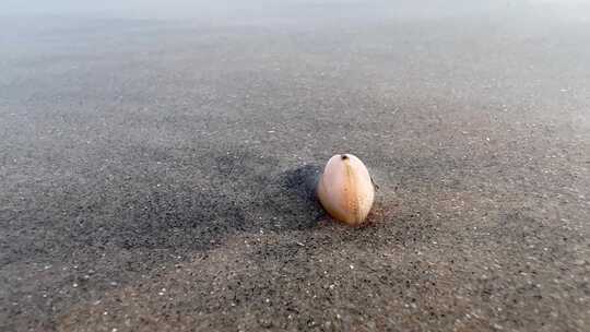 海边退潮贝类钻入沙子里