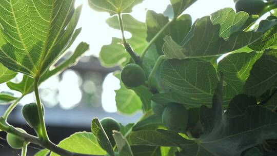 无花果 阳光下的果子 青无花果 绿色果子视频素材模板下载