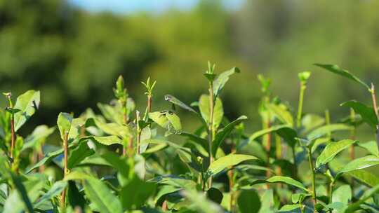 浙江省杭州市龙井茶茶芽