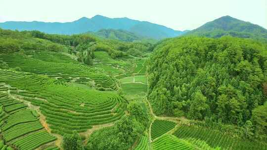 航拍春天茶山梯田武夷山燕子窠生态茶园