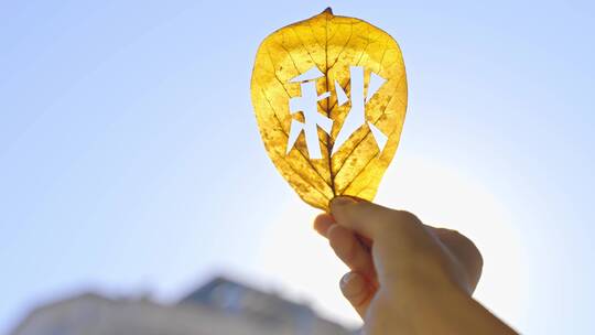 创意秋天树叶阳光视频素材模板下载