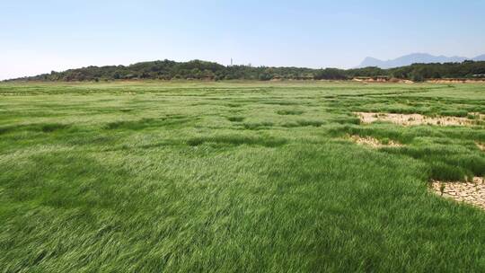 郁郁葱葱鄱阳湖河床大草地