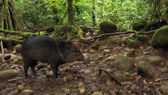 热带雨林中的野猪