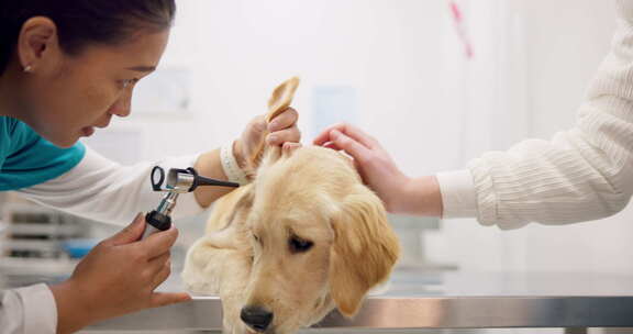 狗检查、耳朵和带耳镜的兽医检查问题、听力