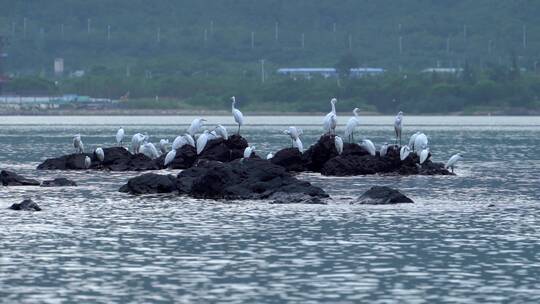 一群白鹭停留在海边黑石头上