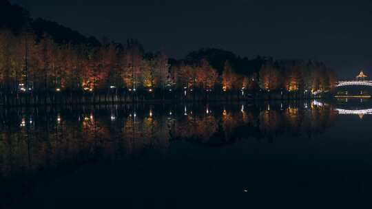 佛山千灯湖南海活水公园落羽杉夜景灯光