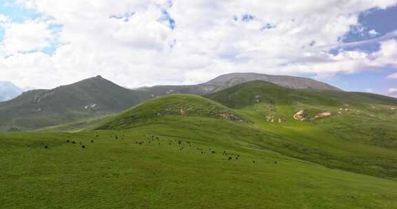 甘肃祁连山草原山丹军马场