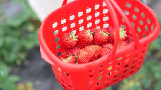 草莓大棚种植采摘视频素材模板下载