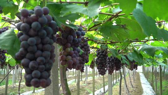 乡村农业成熟的葡萄