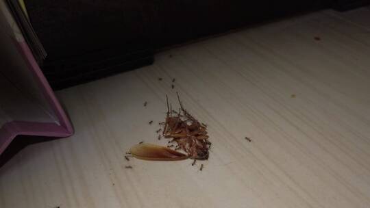 红蚁在地板上拖动蟑螂尸-体