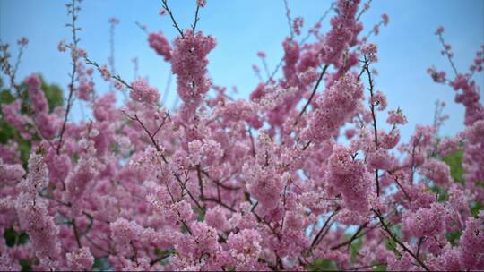 8K重庆南山植物园樱花视频素材模板下载