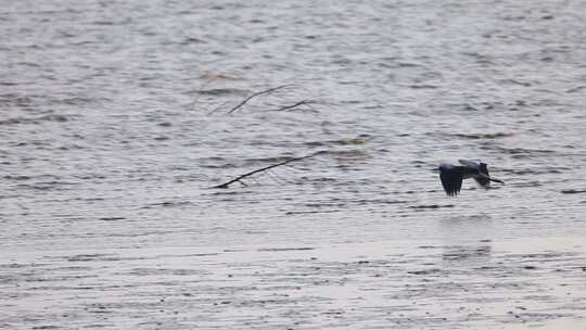 深圳湾公园的苍鹭在休憩飞翔的升格镜头