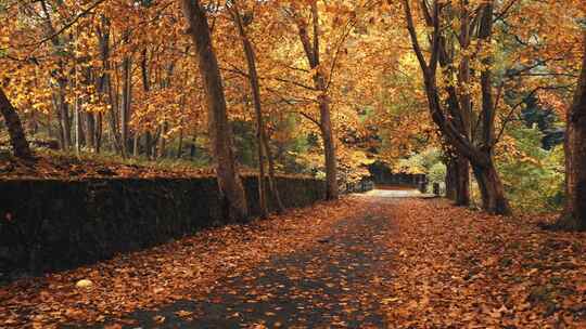 秋天梧桐落叶小路