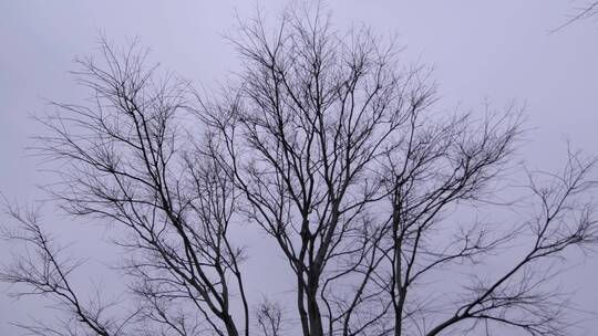 广州天河冬天枯树树枝