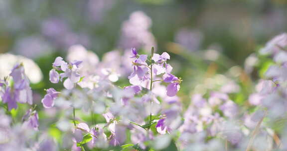 春天晨光下的杜鹃花