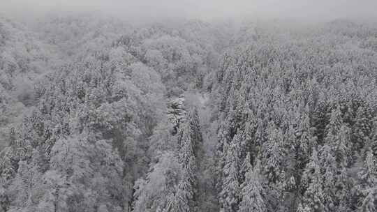 四川雅安泥巴山雪景树林雾凇实拍