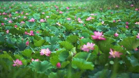 荷花自然涟漪露水池塘开花莲蓬公园花瓣雨诗