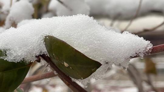 冬天的白雪视频