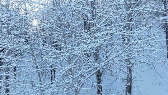 北方冬季雪景树枝挂雪树挂