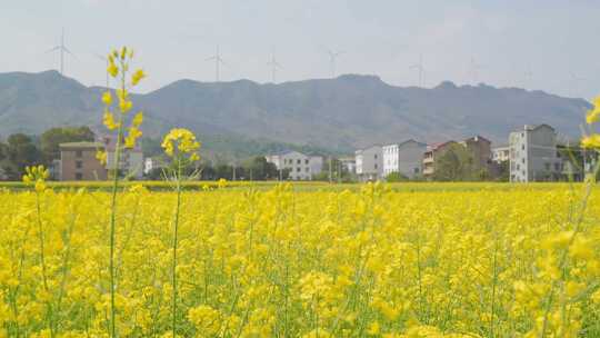 乡村田园油菜花随风摇曳空镜头