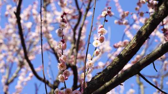 春天盛开绽放的梅花花朵特写