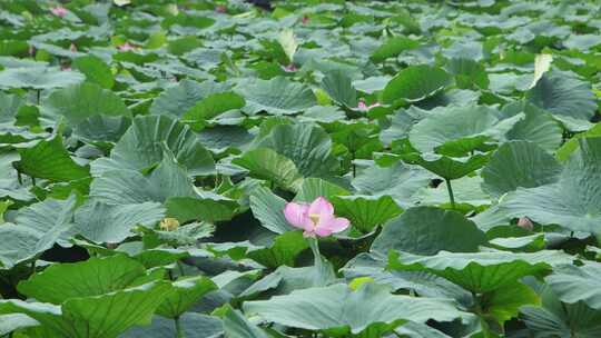 山东省荣成市大疃镇荷花苑夏季风光