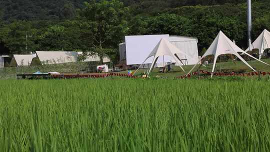 户外一片绿色的稻田