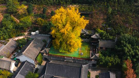 航拍西安古观音禅寺秋天银杏树