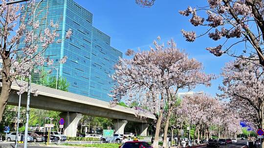 北京亦庄春天梧桐花开花海地铁列车