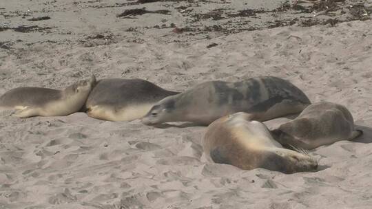 睡在沙滩上的海狮