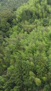 绿色植物树林竖屏航拍