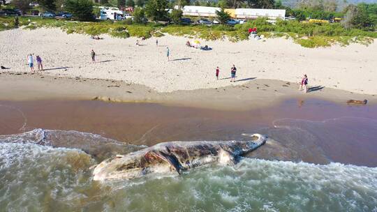 沙滩上搁浅的鲸鱼视频素材模板下载