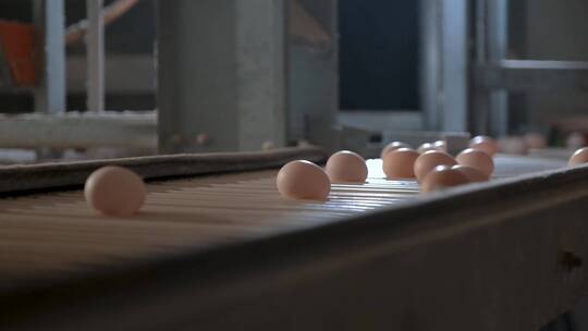 鸡蛋在生产线上