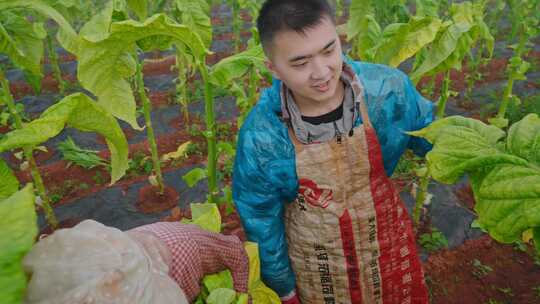 返乡创业丰收季烟叶种植采收大学生回乡帮扶