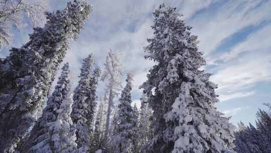 雪景森林地拍