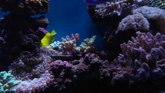 活珊瑚 热带鱼