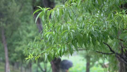 雨水打在绿色树叶上的唯美升格镜头